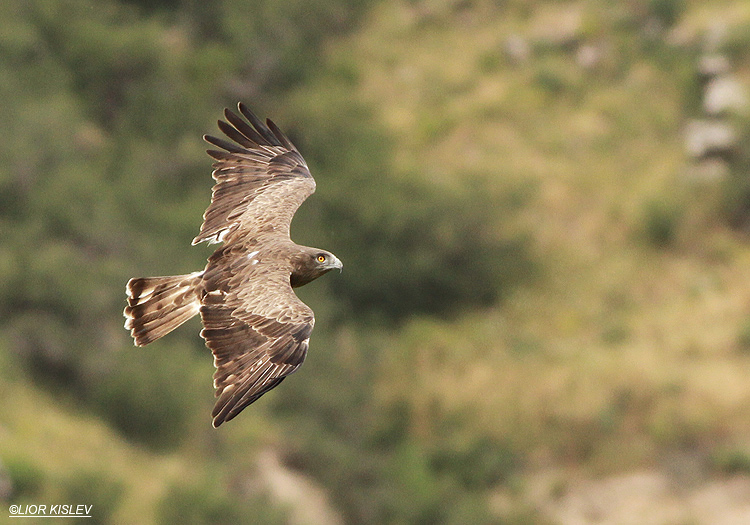 Short Toed Eagle  Circaetus gallicus ,Wadi Samak 30-03-13 .Lior Kislev